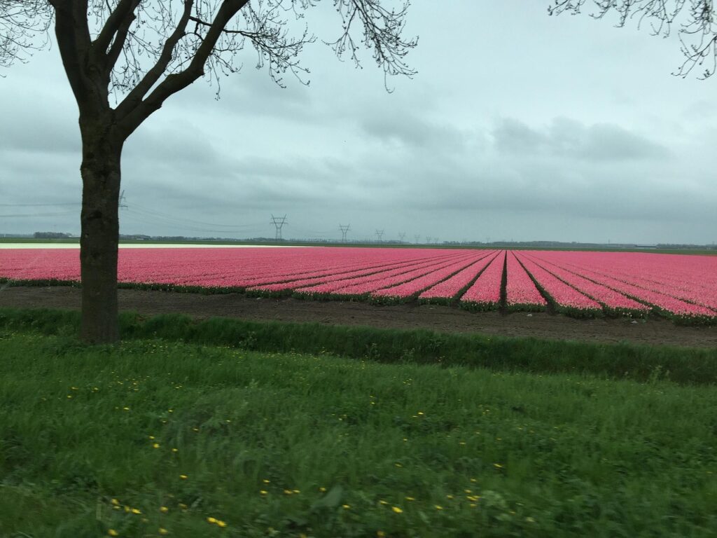 Lelystad: het jonge hart van Flevoland