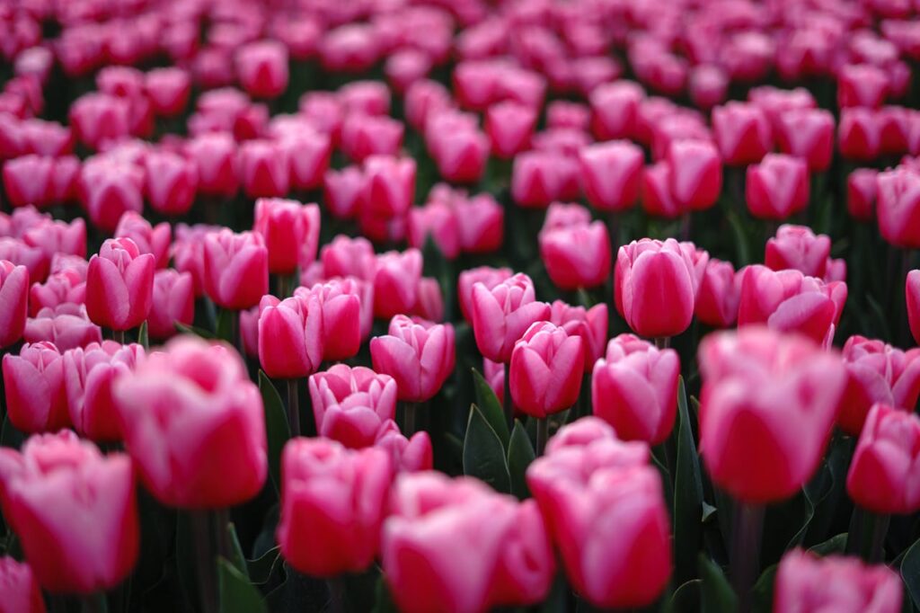 Flevoland in bloei: kleurrijke bollenvelden langs de bollenroute